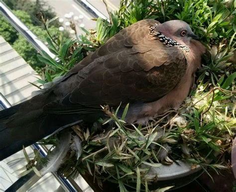 斑鳩飛到家裡代表什麼|斑鳩飛到家裡的寓意,斑鳩飛到家裡預兆好不好